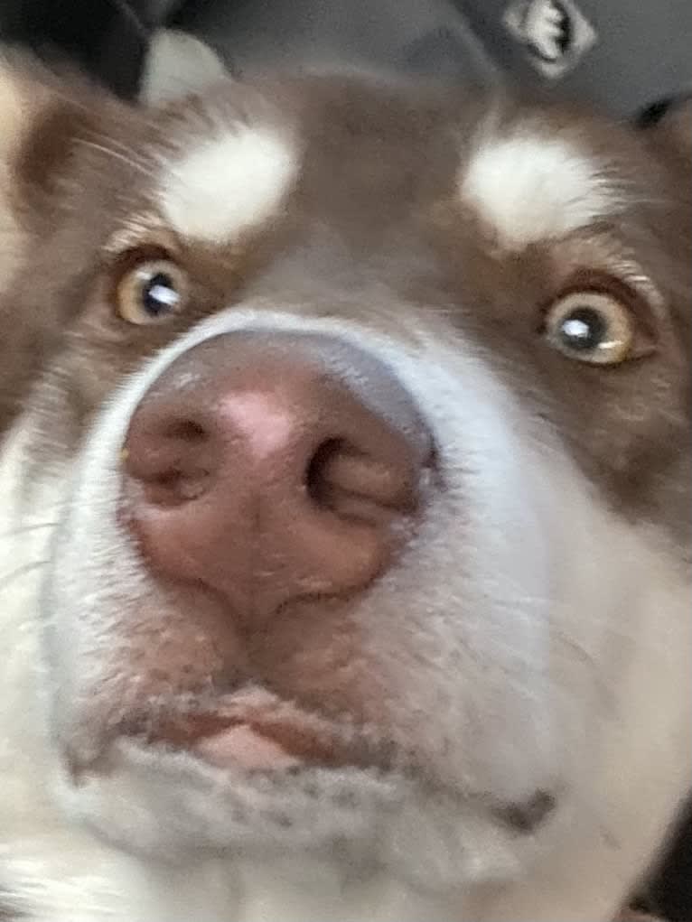 Suki, an Alaskan Malamute tested with EmbarkVet.com