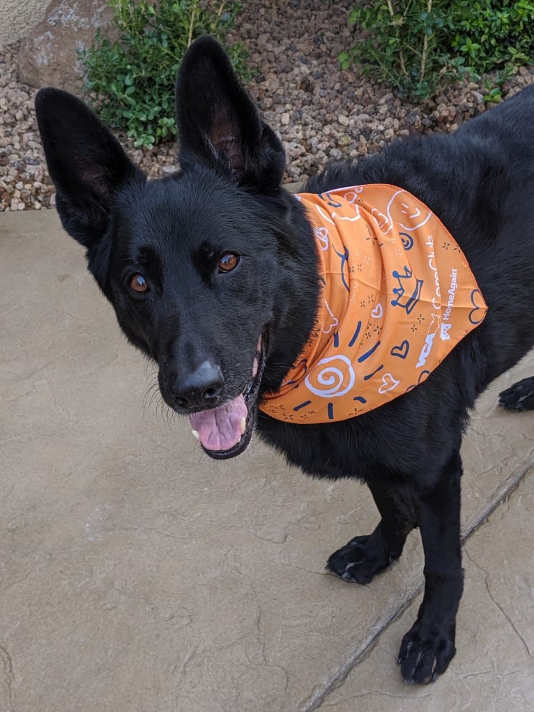 Argo Von Reichenberg, a German Shepherd Dog tested with EmbarkVet.com