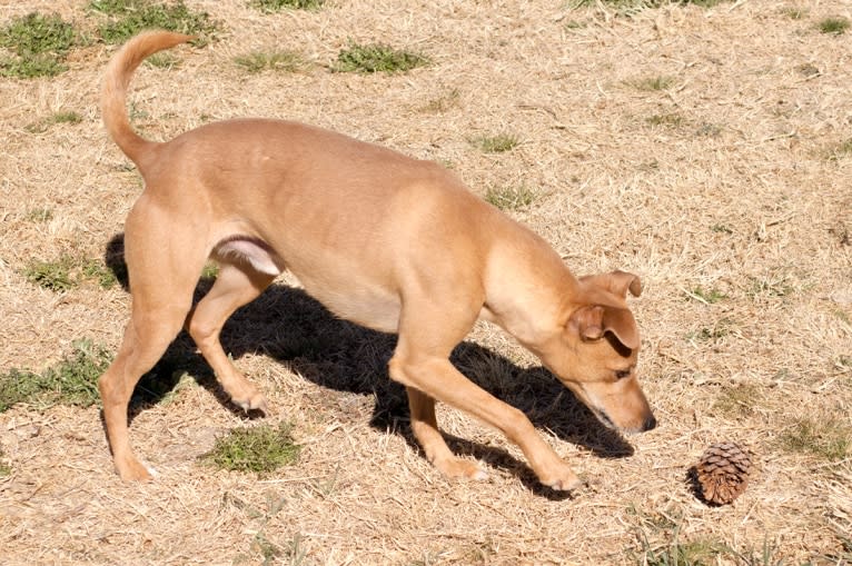 Atom, a Whippet and Border Collie mix tested with EmbarkVet.com