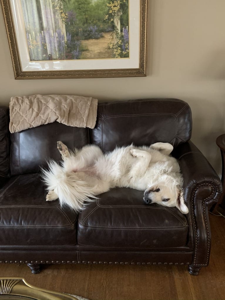 Rose, a Great Pyrenees tested with EmbarkVet.com