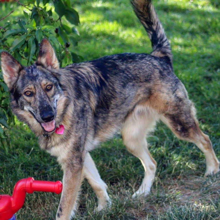 Riley, a German Shepherd Dog and Siberian Husky mix tested with EmbarkVet.com