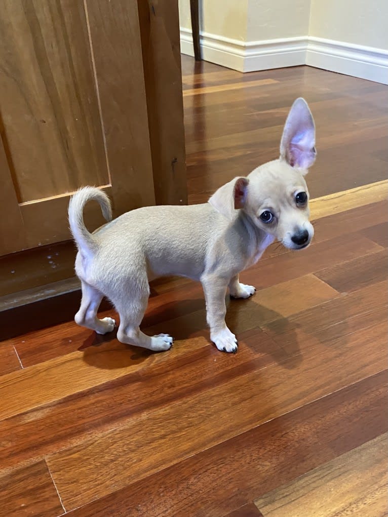 Oliver, a Chihuahua and Poodle (Small) mix tested with EmbarkVet.com