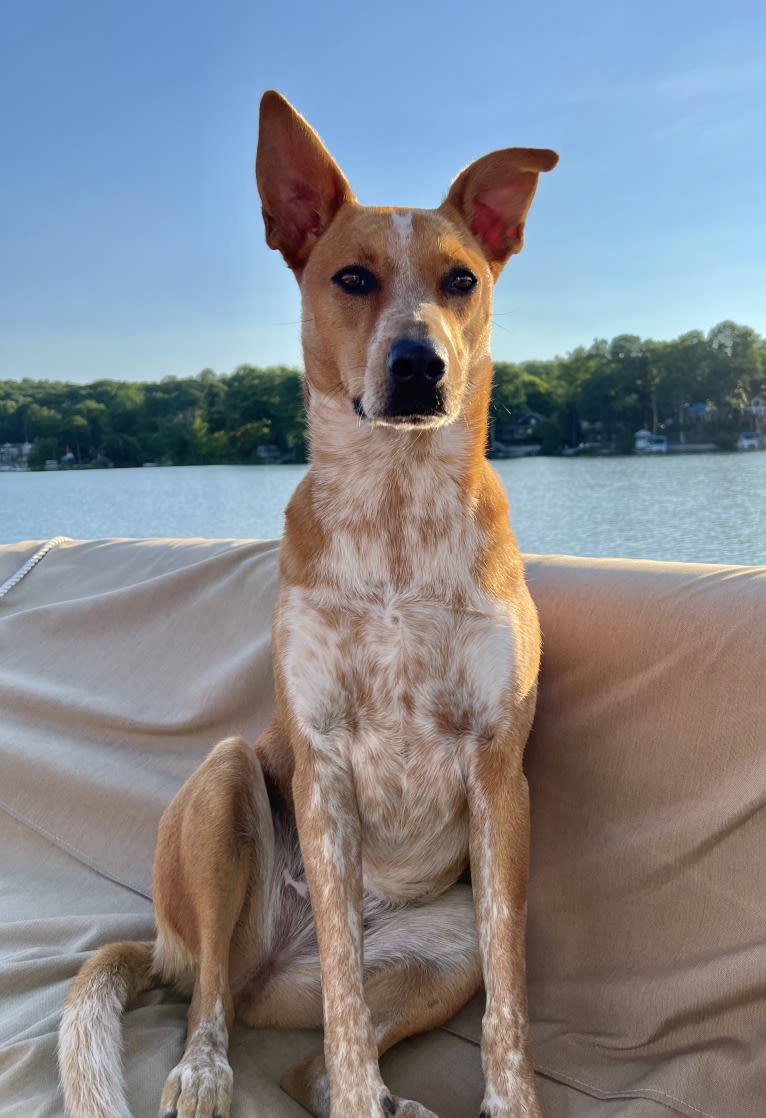 Annie, an Australian Cattle Dog and American Pit Bull Terrier mix tested with EmbarkVet.com