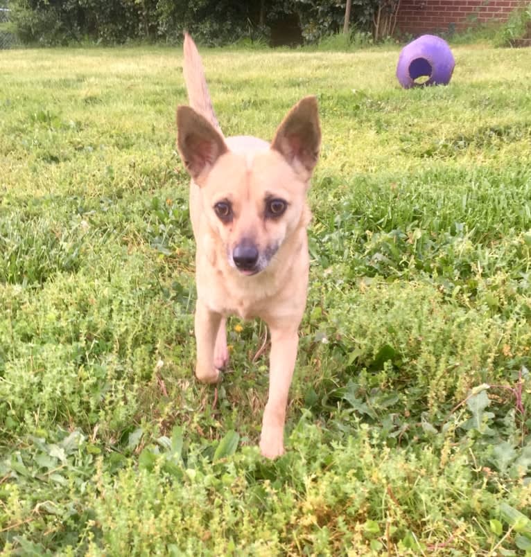 Wookie, a Chihuahua and West Highland White Terrier mix tested with EmbarkVet.com