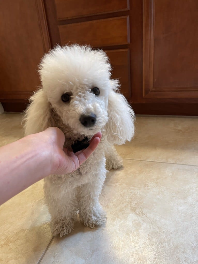 Giorgio, a Poodle (Small) tested with EmbarkVet.com