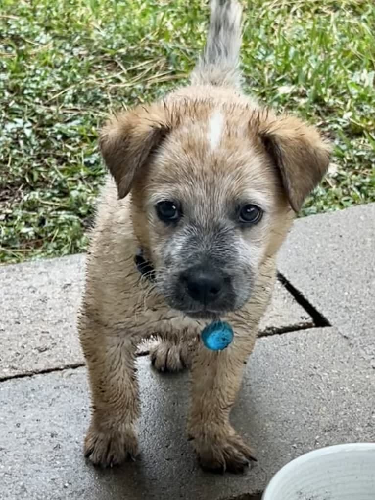 RAWLIE RIGGS, an Australian Cattle Dog and Poodle (Small) mix tested with EmbarkVet.com