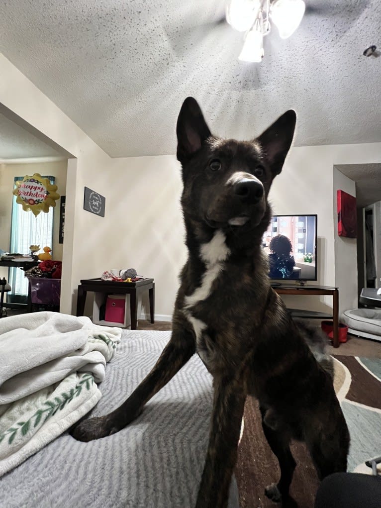 Adrien Brody, a German Shepherd Dog and American Pit Bull Terrier mix tested with EmbarkVet.com