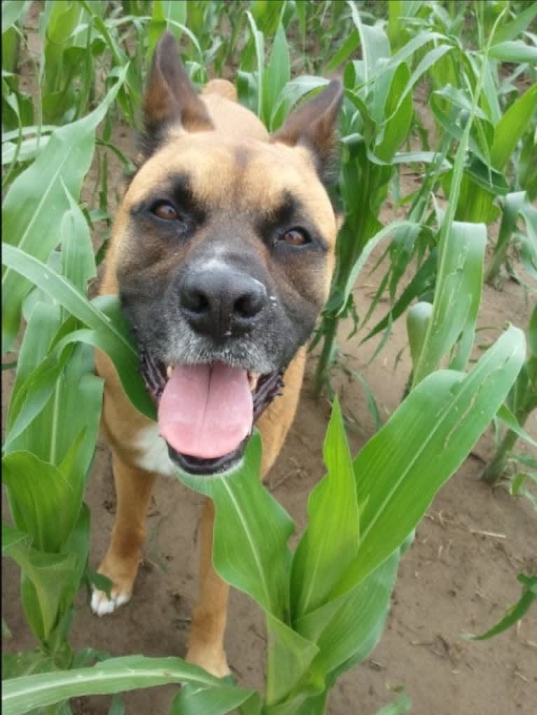 Vadar, a Boxer and Australian Shepherd mix tested with EmbarkVet.com