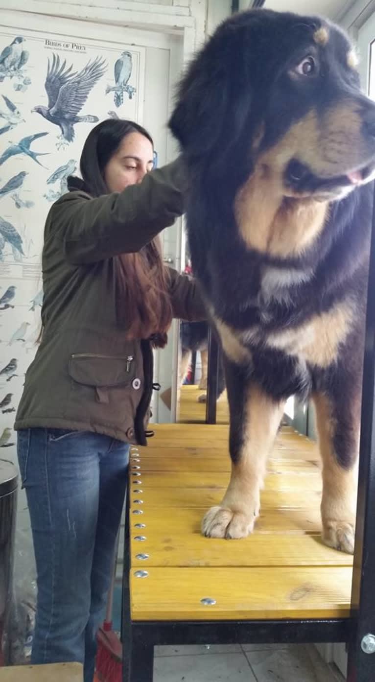 BAGIRA, a Tibetan Mastiff tested with EmbarkVet.com