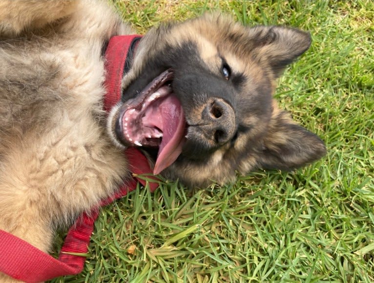 Tinos, a German Shepherd Dog and Alaskan Malamute mix tested with EmbarkVet.com