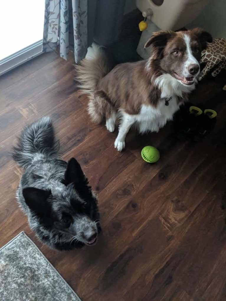 Atlas Mussatti, a Border Collie tested with EmbarkVet.com