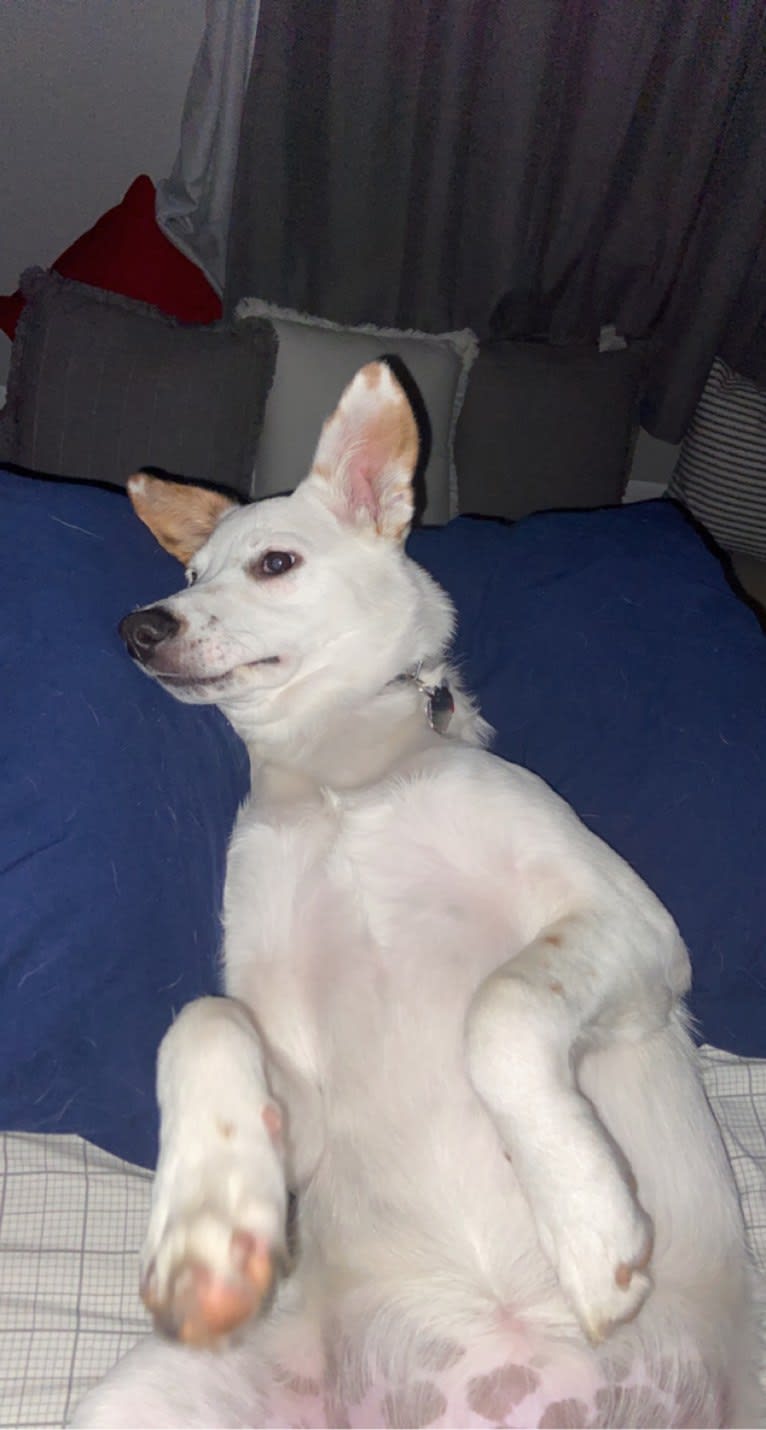 Maebel, an Australian Cattle Dog and Great Pyrenees mix tested with EmbarkVet.com