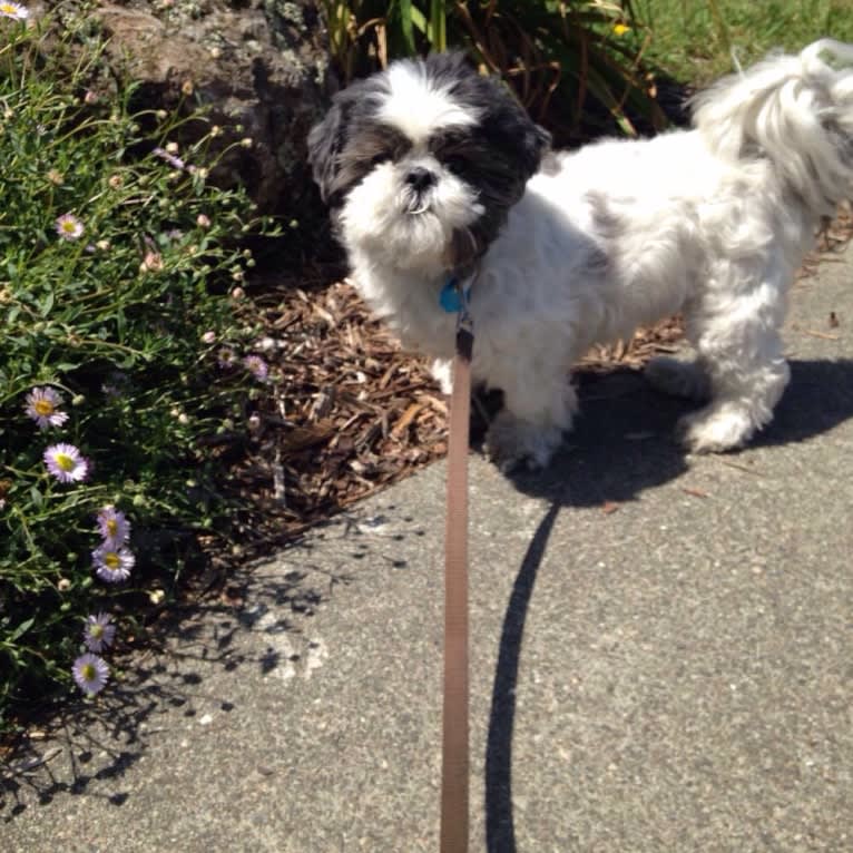 Tivo, a Shih Tzu tested with EmbarkVet.com