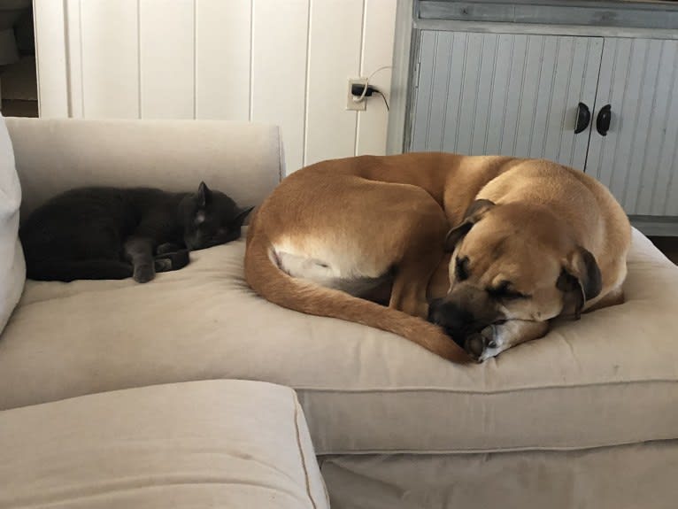 Baloo, a Cane Corso and Labrador Retriever mix tested with EmbarkVet.com