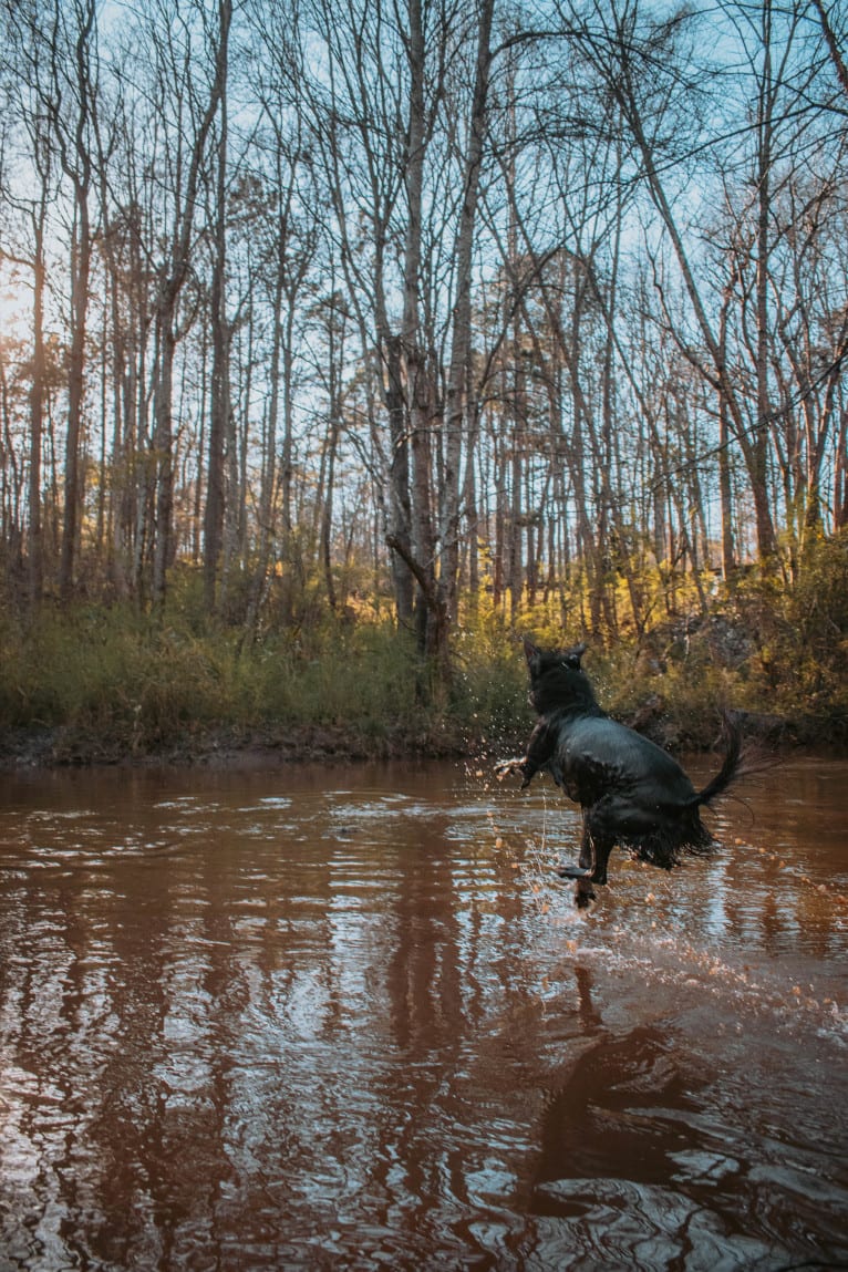 "Camber Tilt for Speed" aka Cam, an American Pit Bull Terrier and Pembroke Welsh Corgi mix tested with EmbarkVet.com