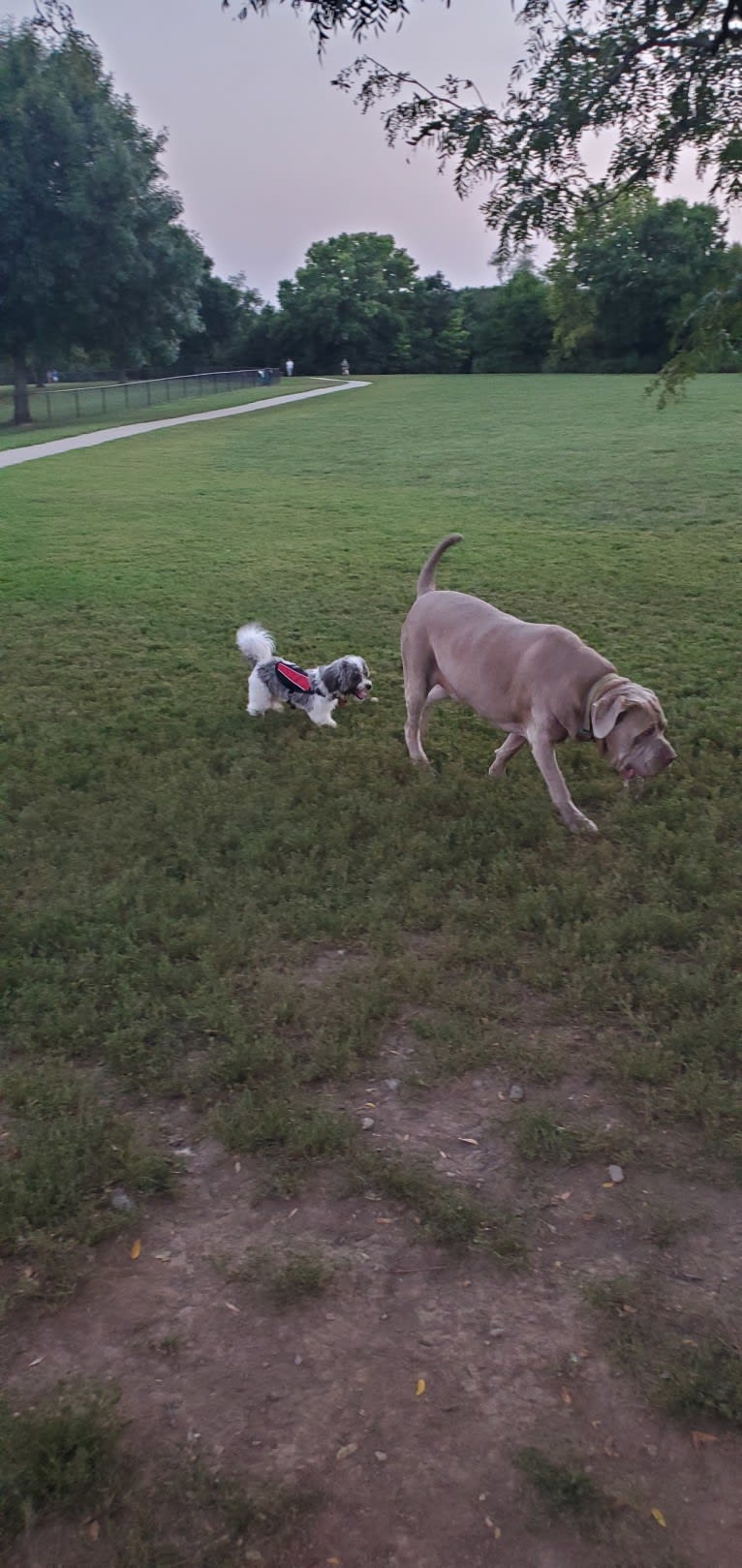 Garm, a Neapolitan Mastiff and Cane Corso mix tested with EmbarkVet.com