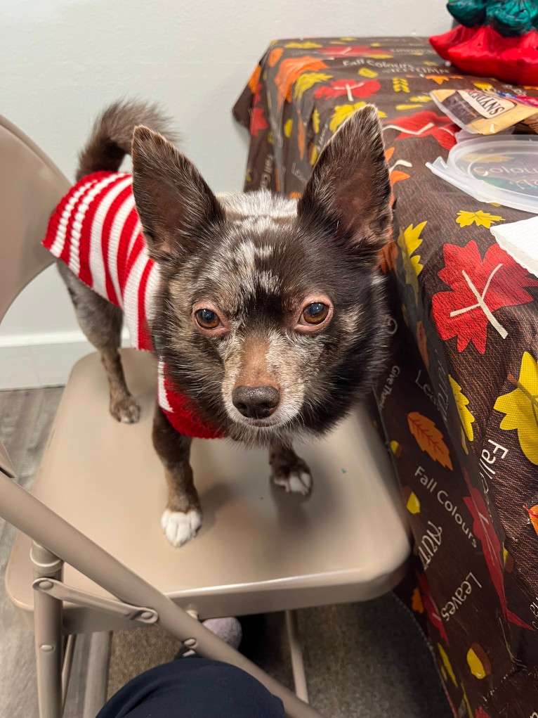Buddy, a Pomchi tested with EmbarkVet.com