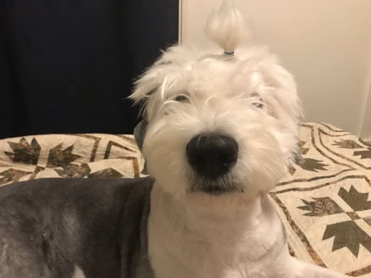 Winston, an Old English Sheepdog tested with EmbarkVet.com