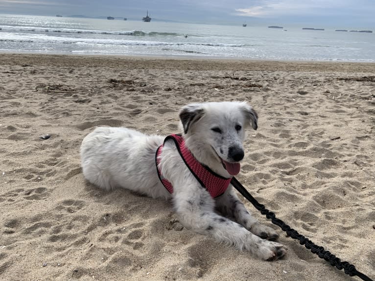 Kuzya, an Eastern European Village Dog tested with EmbarkVet.com