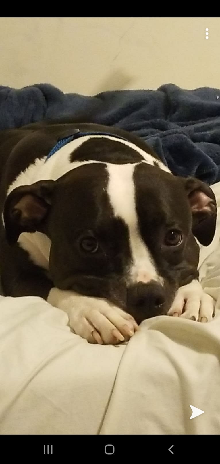 Dany, an American Pit Bull Terrier tested with EmbarkVet.com