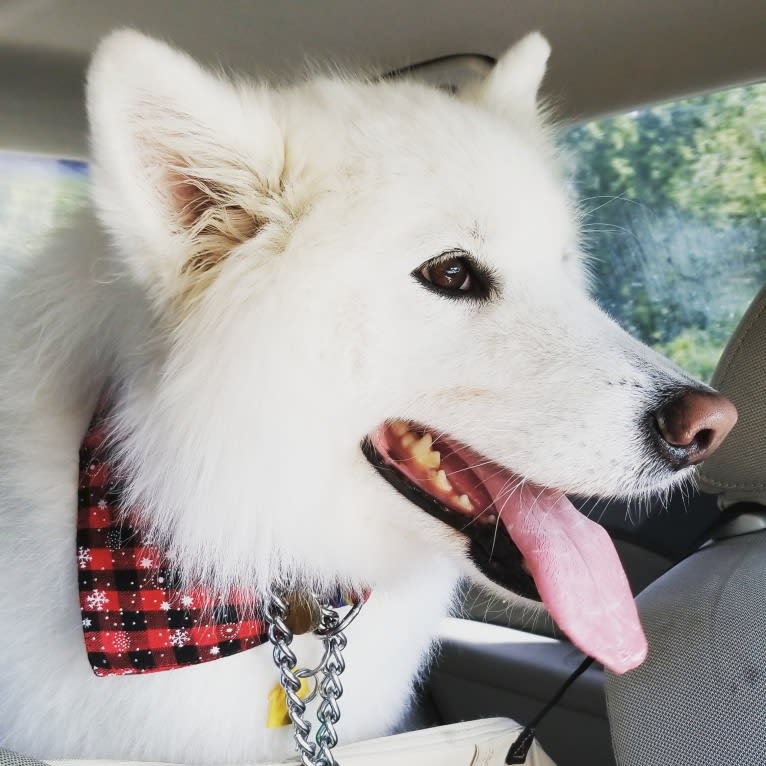 Pixel, a Samoyed tested with EmbarkVet.com