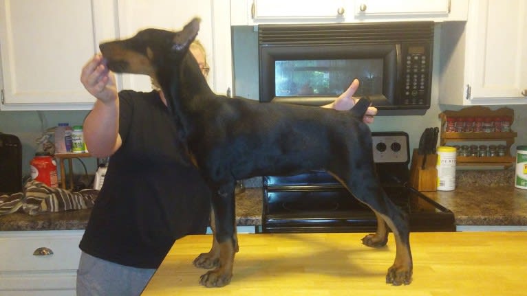 trinity, a Doberman Pinscher tested with EmbarkVet.com