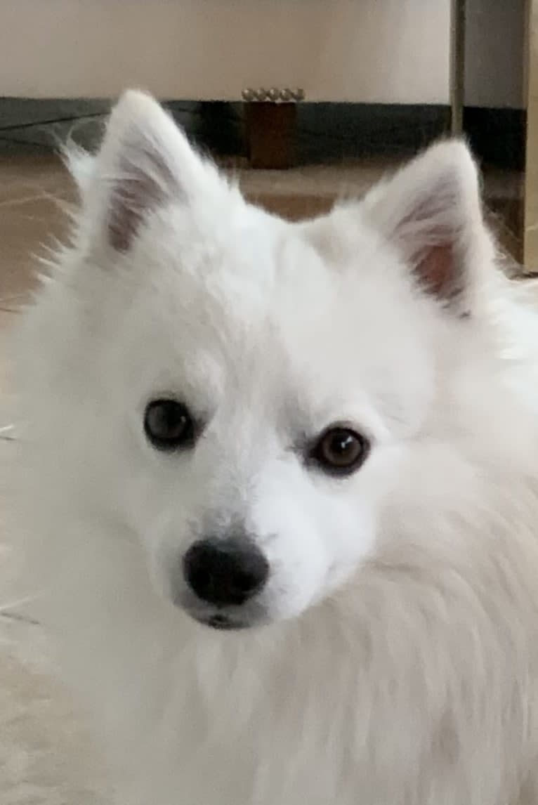 Osso, an American Eskimo Dog tested with EmbarkVet.com