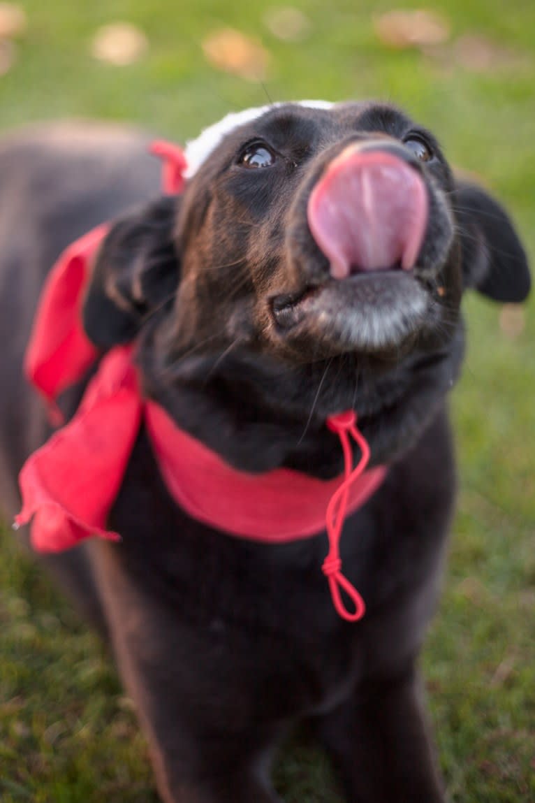 Shannon, an East Asian Village Dog tested with EmbarkVet.com