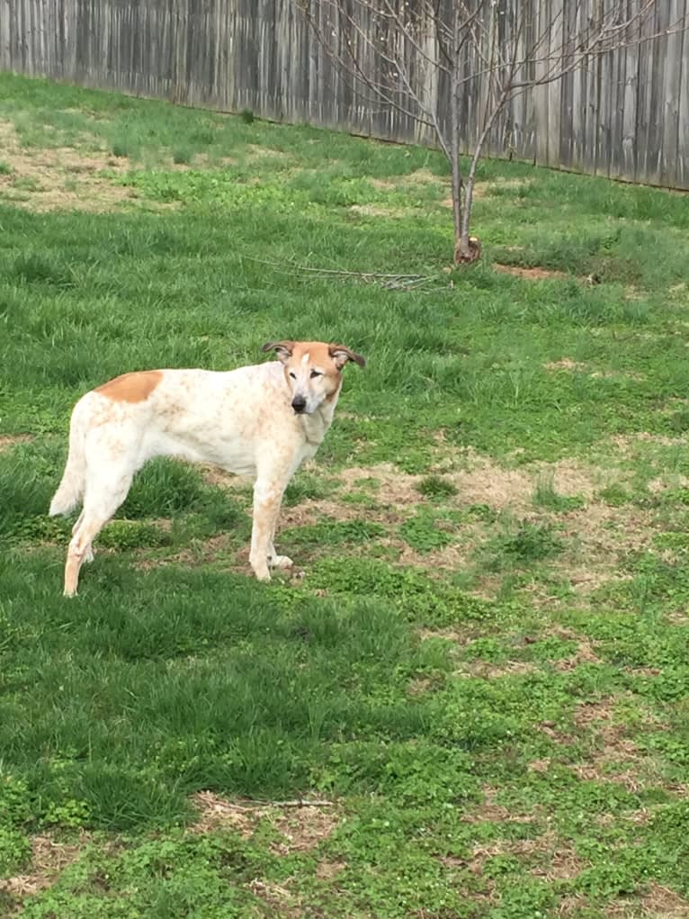 Lucy, a German Shepherd Dog and American English Coonhound mix tested with EmbarkVet.com