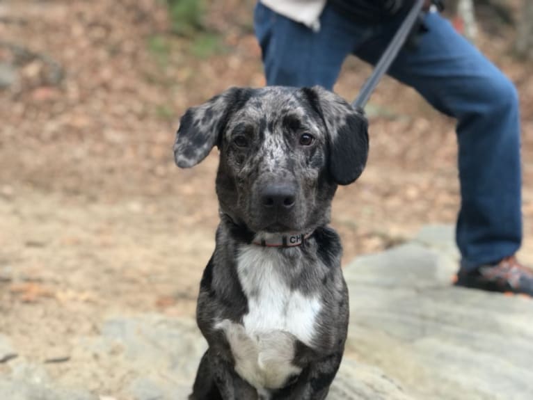 Chance, an Australian Cattle Dog and Pointer mix tested with EmbarkVet.com