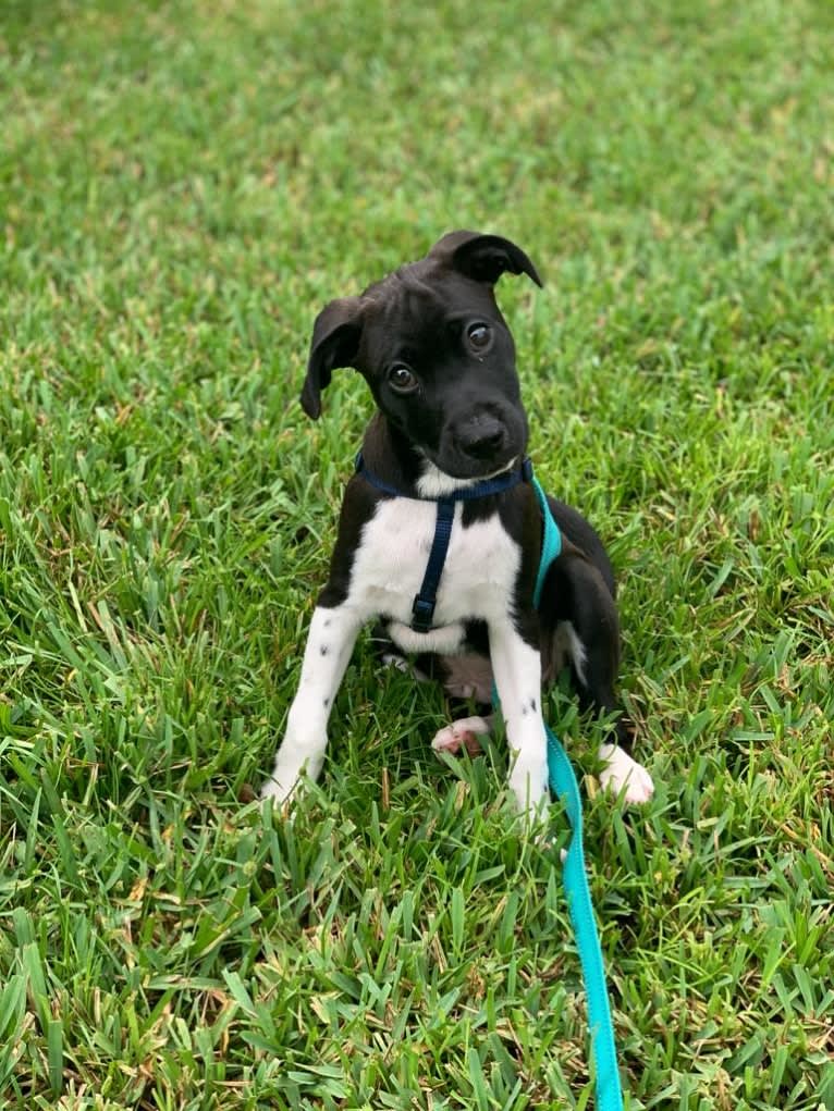 Benji, an American Pit Bull Terrier and Chihuahua mix tested with EmbarkVet.com