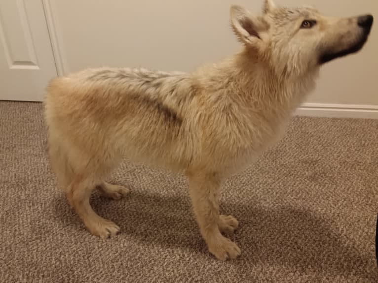 Valefor a dog tested with EmbarkVet.com