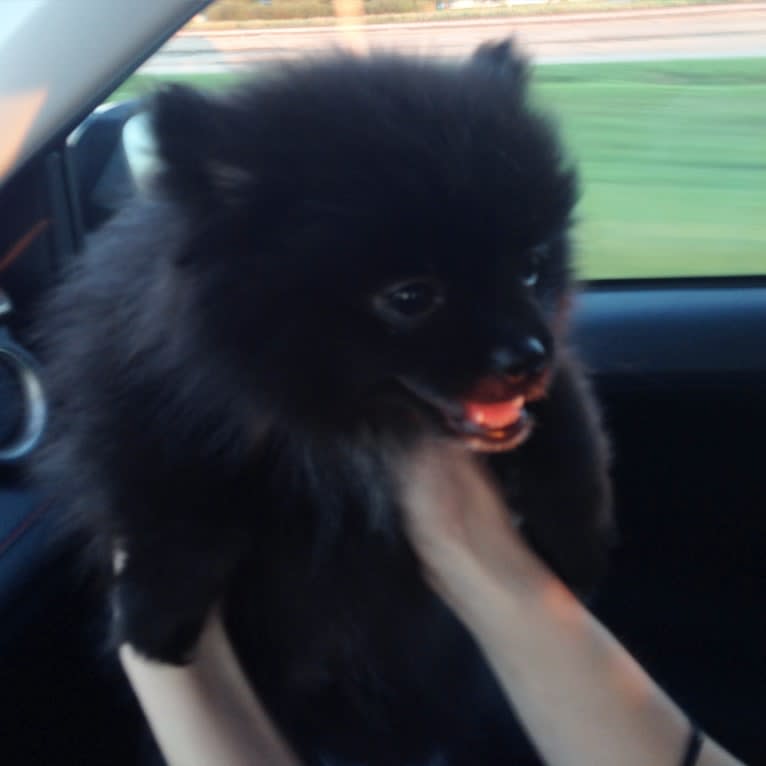 Marlin, a Pomeranian tested with EmbarkVet.com