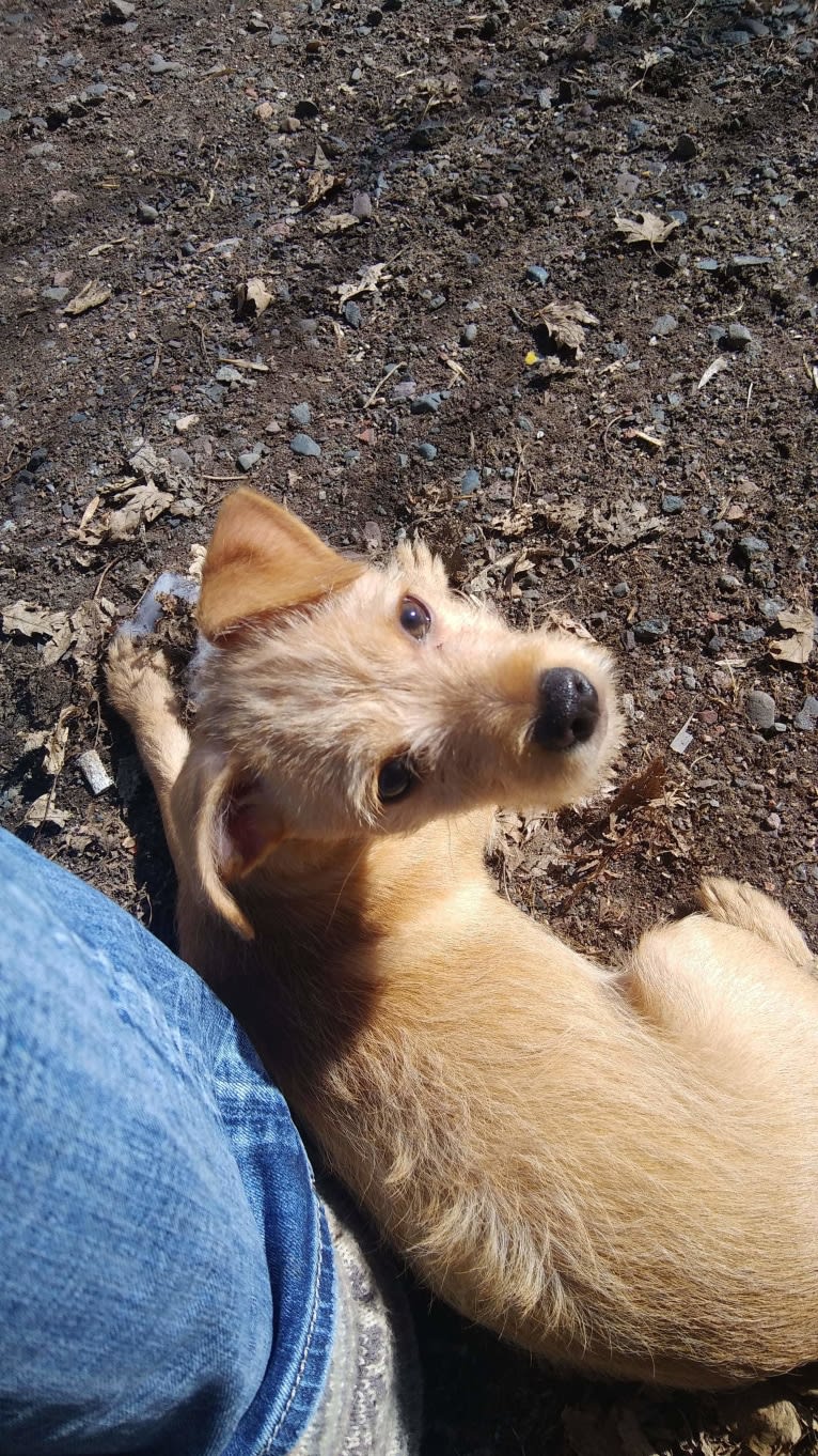 Zuma, a Chihuahua and Pomeranian mix tested with EmbarkVet.com