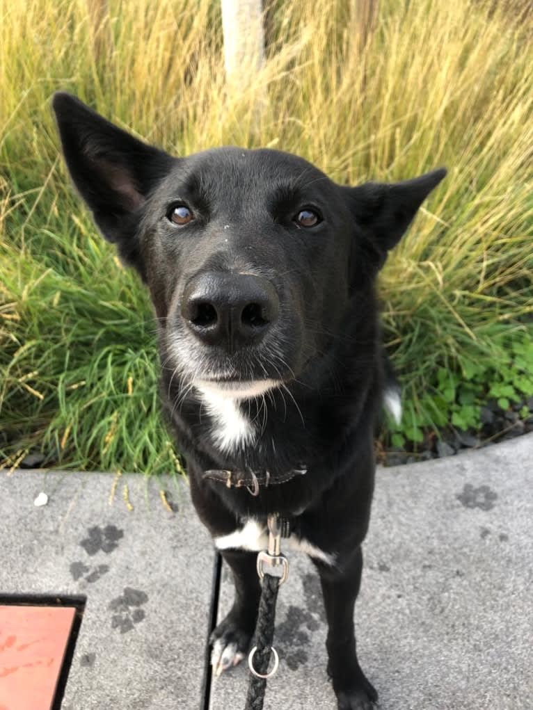 Chesley, a Canaan Dog tested with EmbarkVet.com