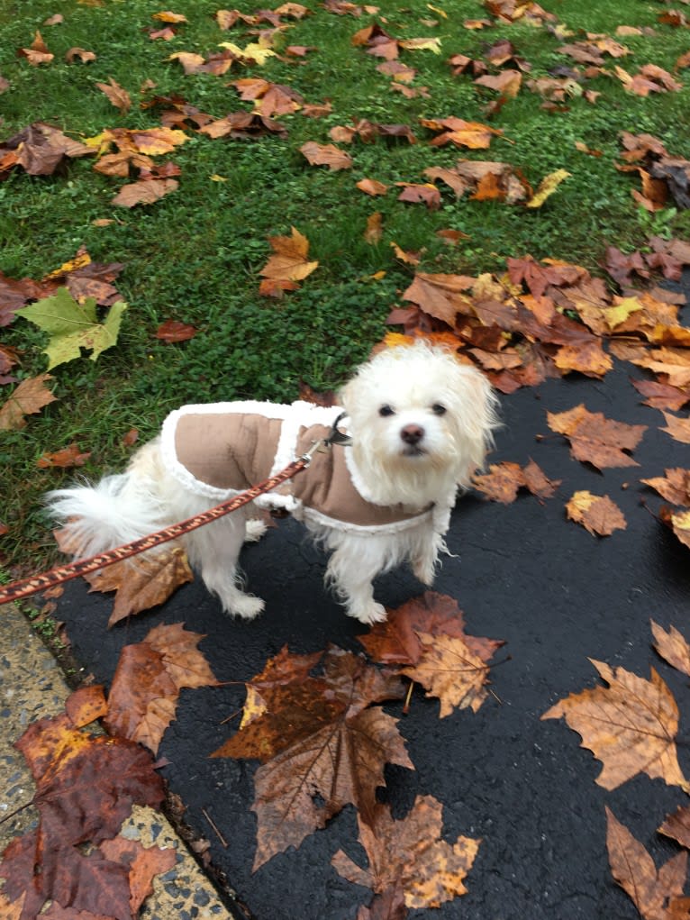 Louie, a Shih Tzu and Lhasa Apso mix tested with EmbarkVet.com