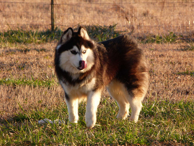 "NEO" NOVEL SIBERIAN'S SLEIGH RIDE, a Siberian Husky tested with EmbarkVet.com