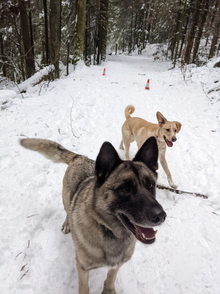 Jasper, a German Shepherd Dog and Akita mix tested with EmbarkVet.com