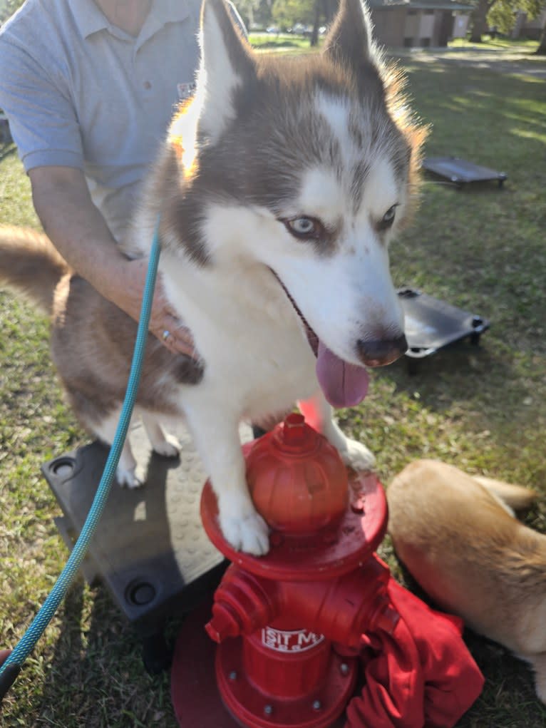London, a Siberian Husky tested with EmbarkVet.com