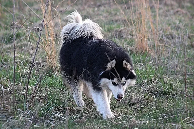 "NEO" NOVEL SIBERIAN'S SLEIGH RIDE, a Siberian Husky tested with EmbarkVet.com