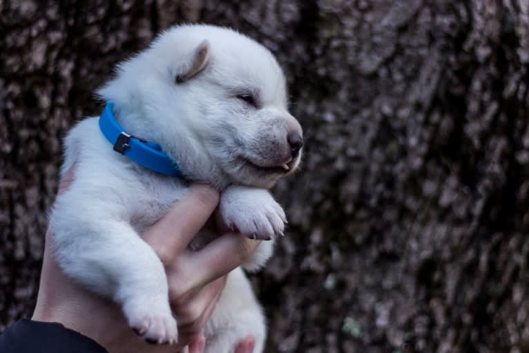 Kenzo, a Kishu Ken tested with EmbarkVet.com