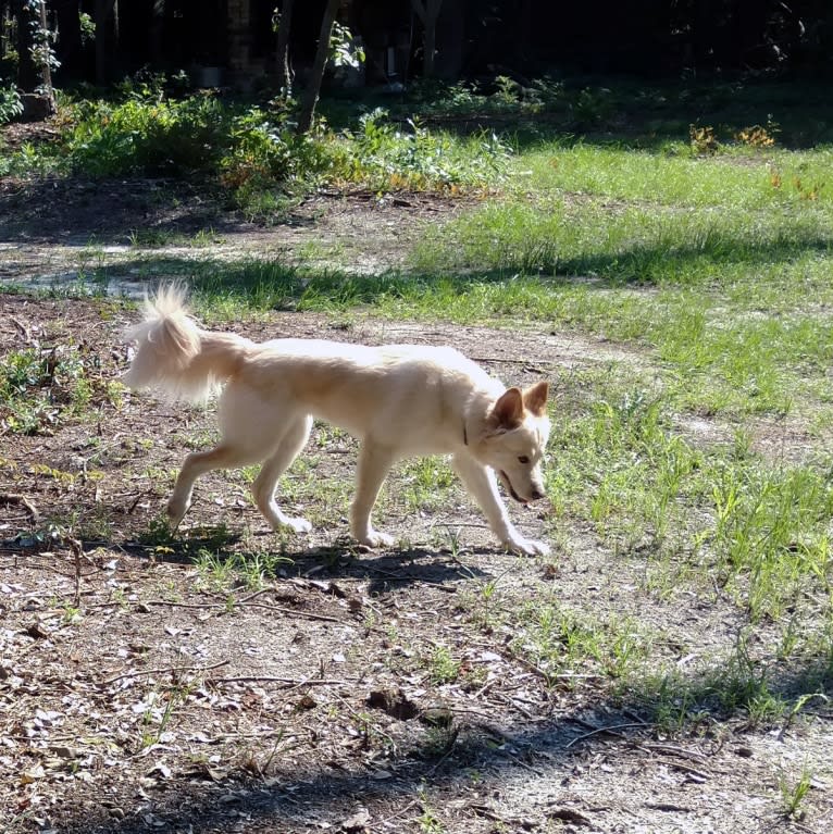 Roxy, a Siberian Husky and Labrador Retriever mix tested with EmbarkVet.com