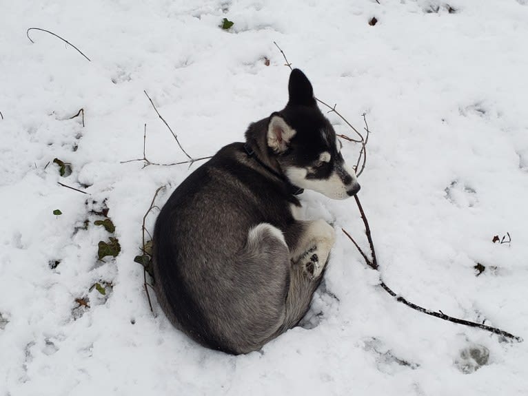 Rocket, a Siberian Husky and Alaskan Malamute mix tested with EmbarkVet.com