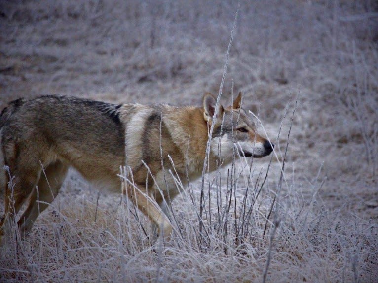 Yuriko, a Czechoslovakian Vlcak tested with EmbarkVet.com