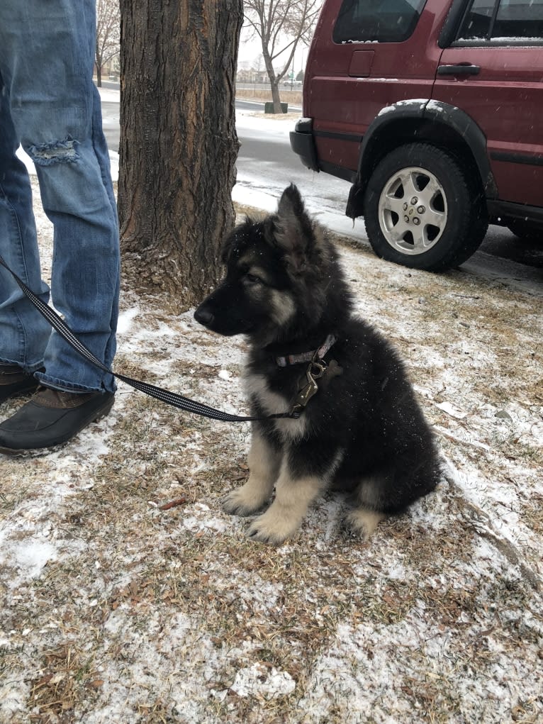 Pike’s Luther Beasley v. Zion, a Shiloh Shepherd tested with EmbarkVet.com