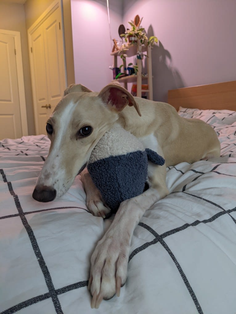 Archie, a Greyhound and Whippet mix tested with EmbarkVet.com