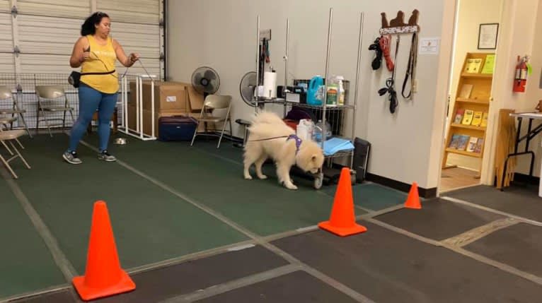 Camelot, a Samoyed tested with EmbarkVet.com