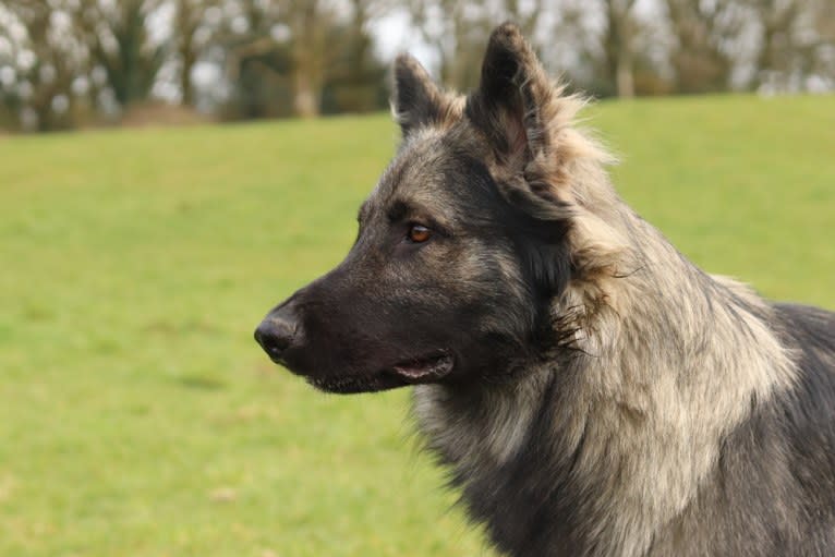 Siriüs, a German Shepherd Dog tested with EmbarkVet.com