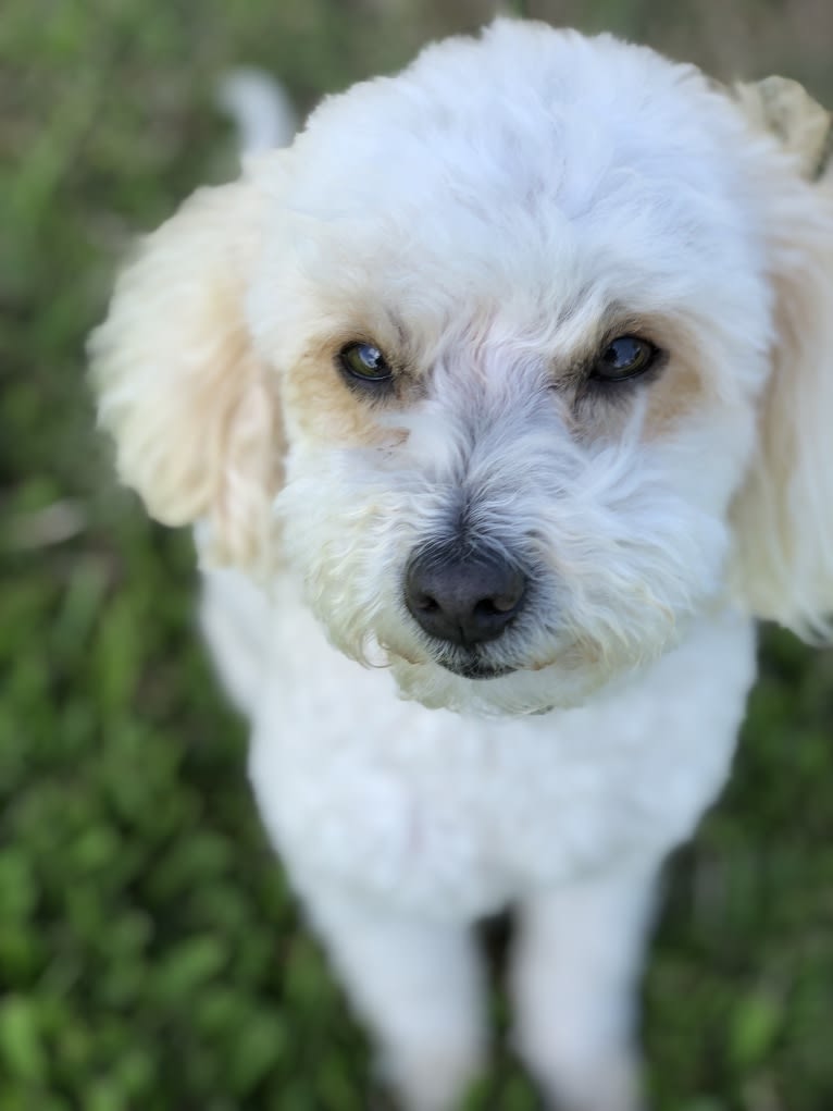 Ace, a Poodle (Small) (5.9% unresolved) tested with EmbarkVet.com