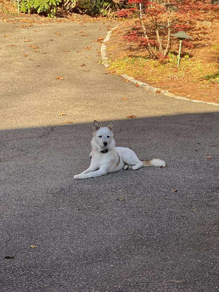 Petra, an Arabian Village Dog tested with EmbarkVet.com